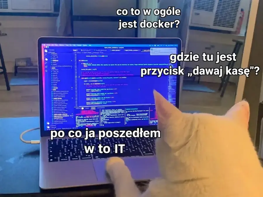Kot patrzy na kod w laptopie i szuka przycisku dajcie pieniądze