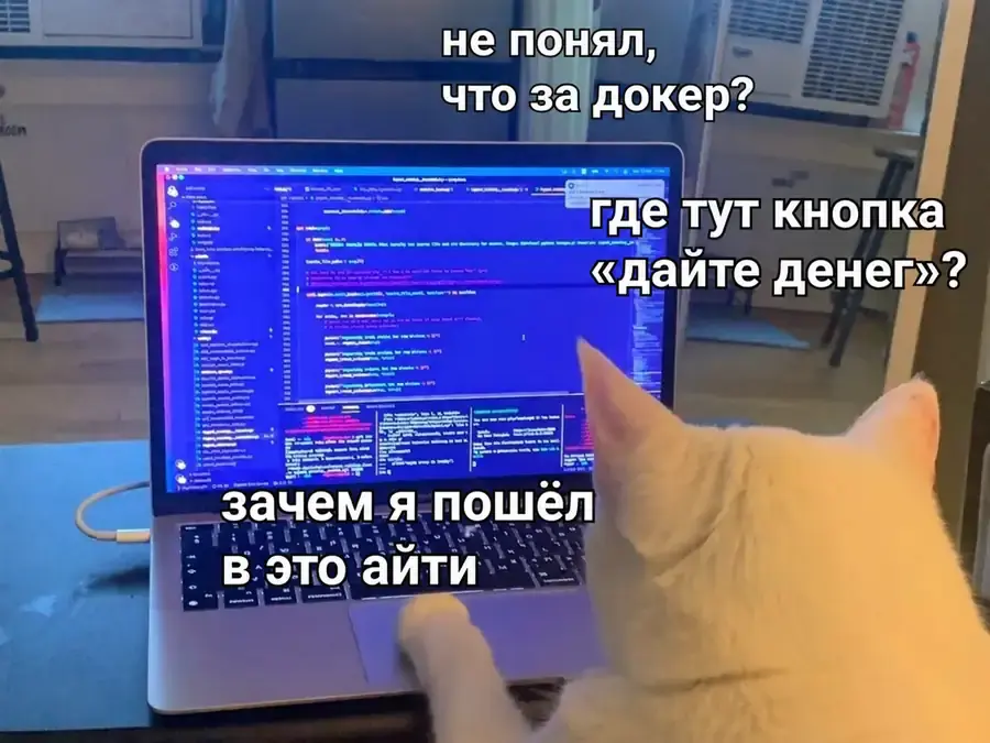 Кот смотрит на код в ноутбуке и ищет кнопку «дайте деньги»