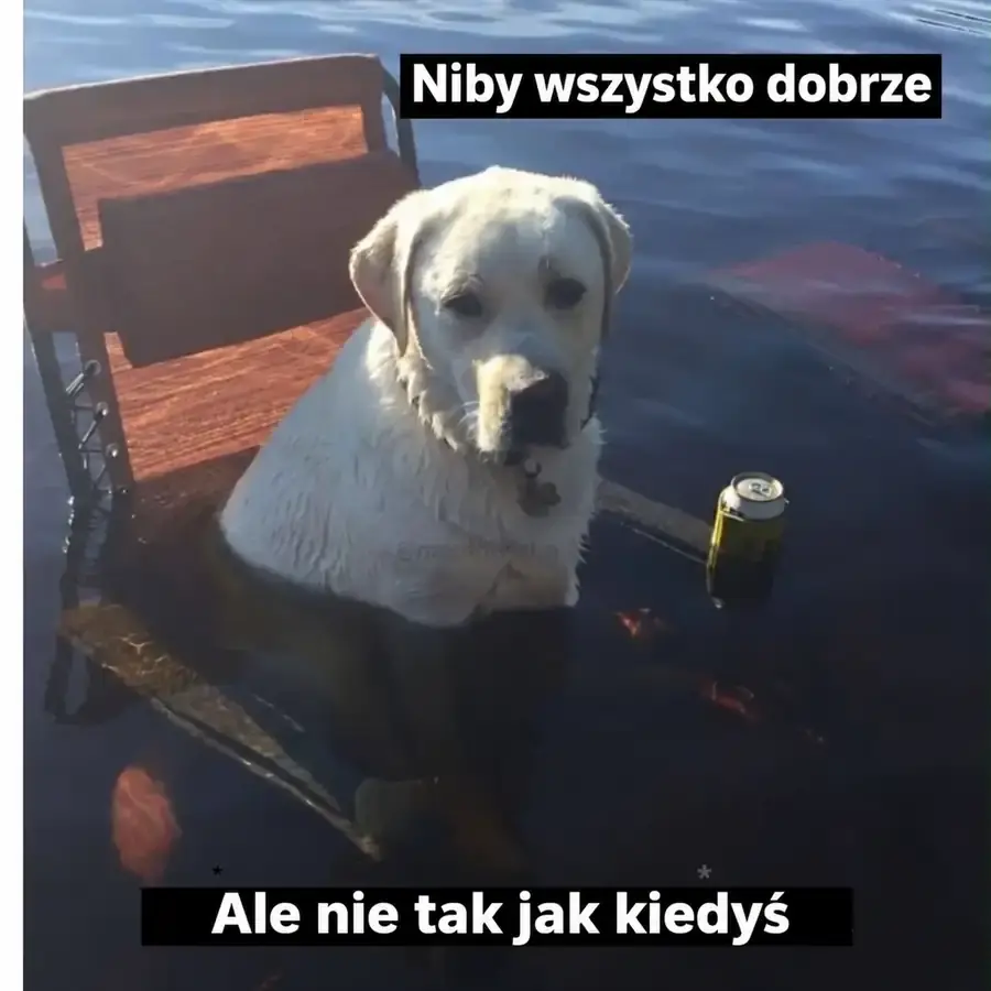 Pies siedzi w wodzie i mówi, że wszystko jest dobrze, ale już nie jak dawniej