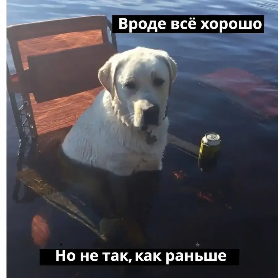 Собака сидит в воде и говорит, что все хорошо, но уже не как раньше