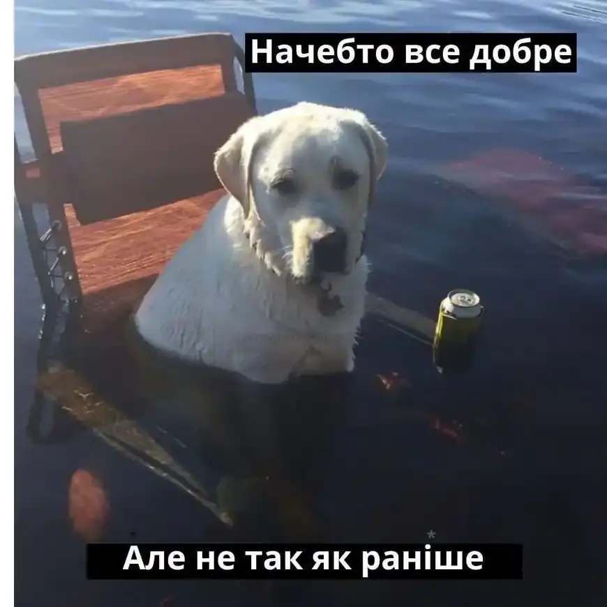 Собака сидить у воді й каже, що все добре, але вже не так, як раніше