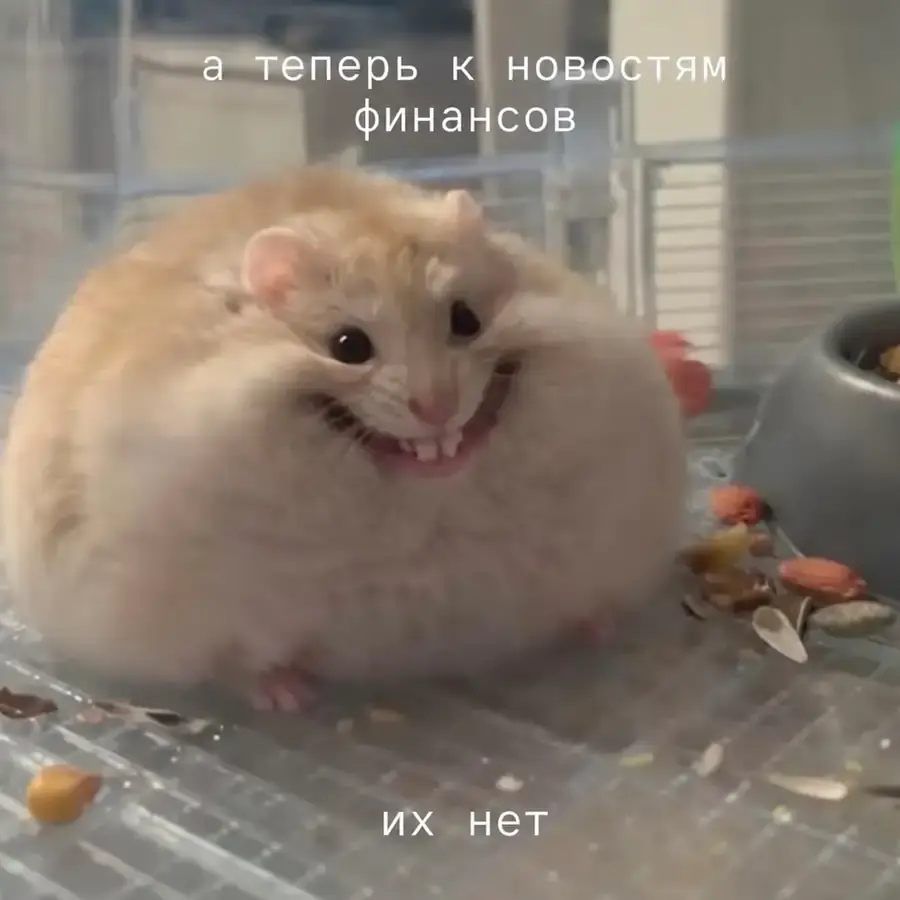 Хомяк слушает новости финансов: денег нет