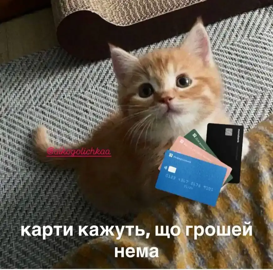 Кошеня тримає банківські картки з підписом, що грошей немає