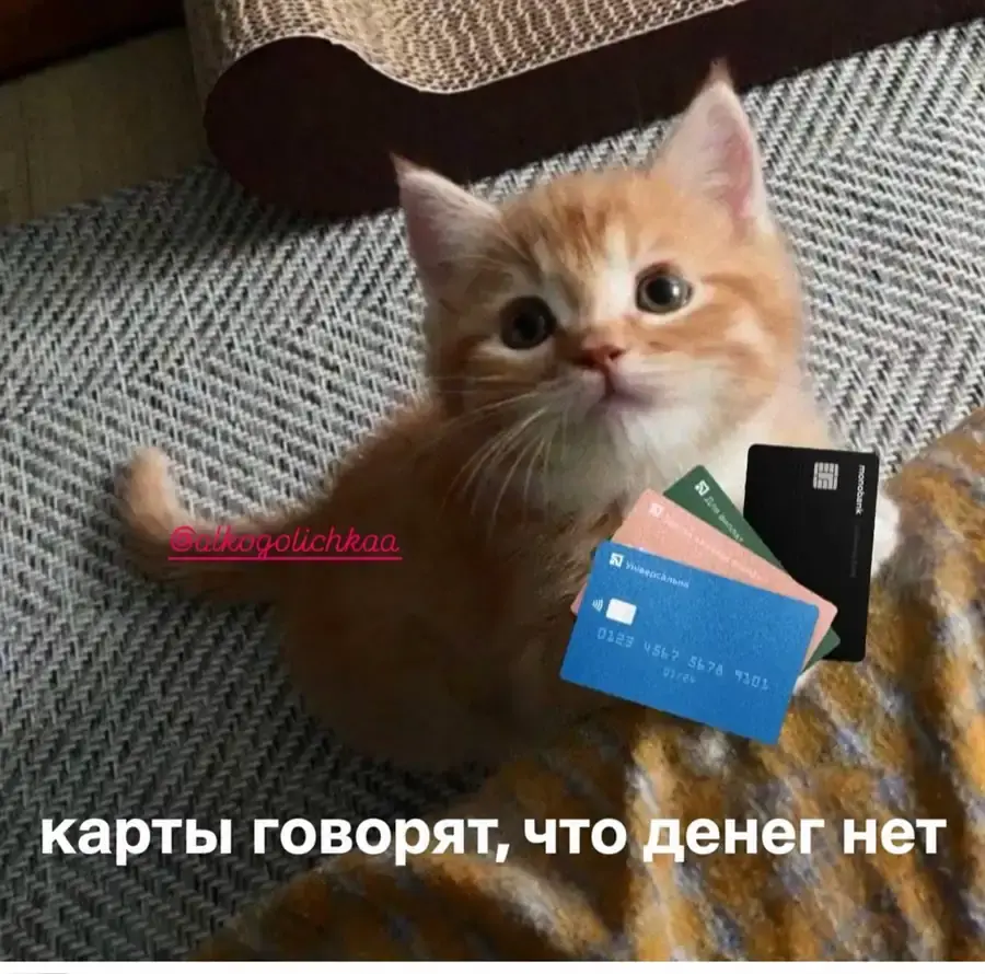 Котенок держит банковские карты с подписью, что денег нет
