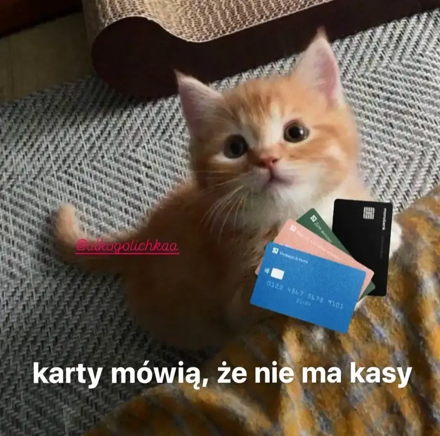 Kotek trzyma karty bankowe z podpisem, że pieniędzy nie ma