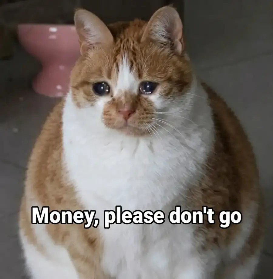 A crying cat asks money not to leave
