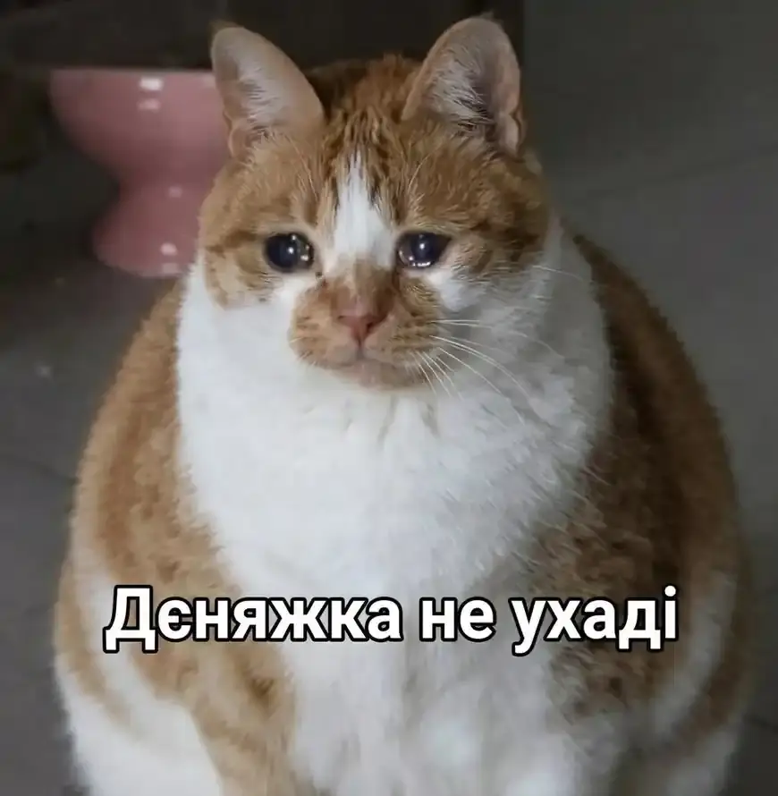 Заплаканий кіт просить гроші не йти