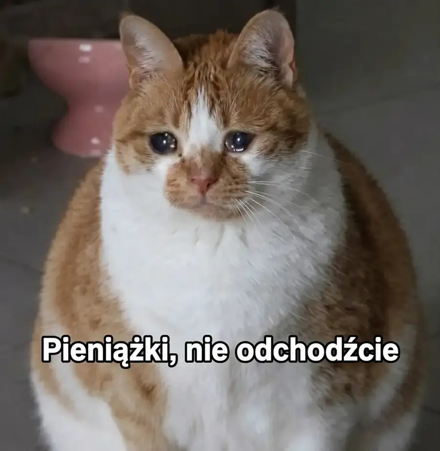 Zapłakany kot prosi, żeby pieniądze nie odchodziły