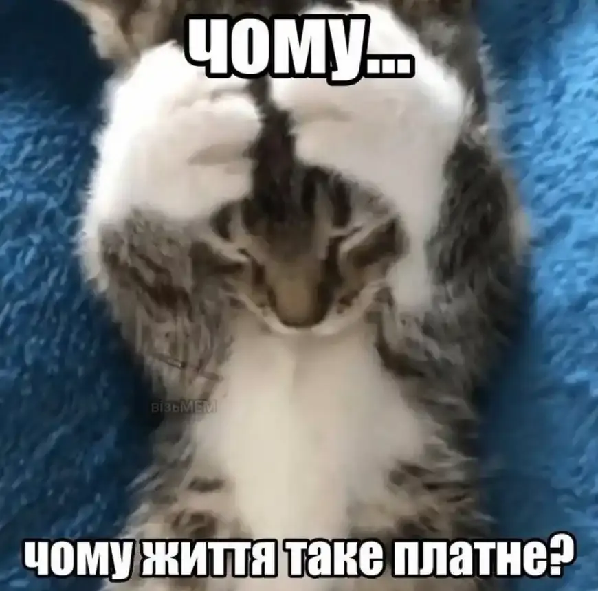 Кіт питає, чому життя таке платне