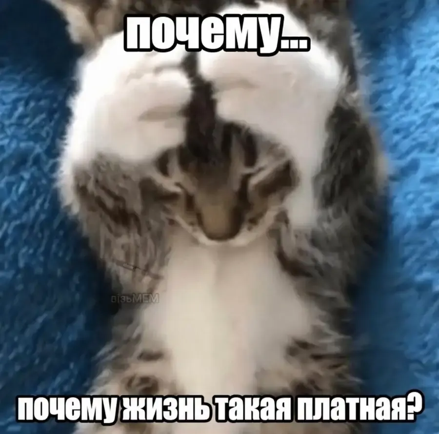Кот спрашивает, почему жизнь такая платная