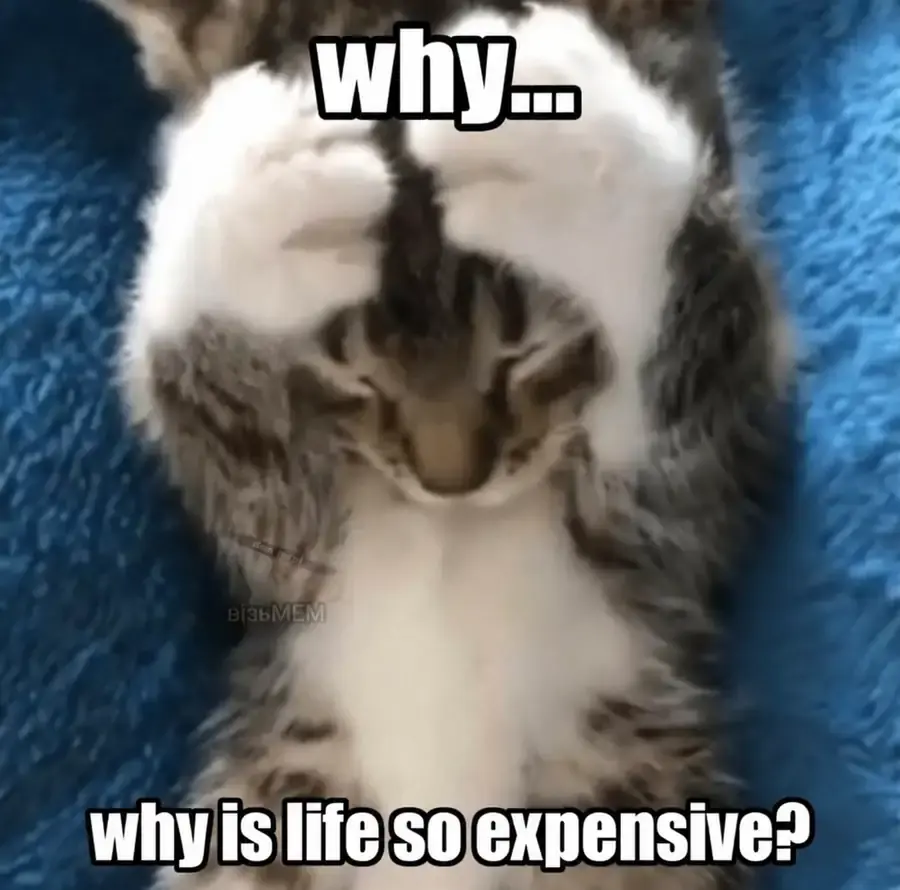 A cat asks why life is so expensive