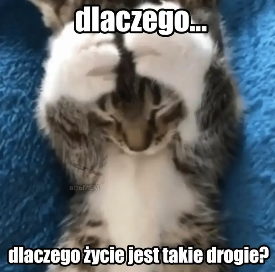 Kot pyta, dlaczego życie jest takie płatne