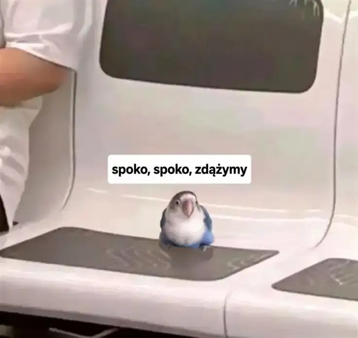 Mała papużka siedzi sama na siedzeniu w wagonie i zapewnia: „spokojnie, zdążymy”