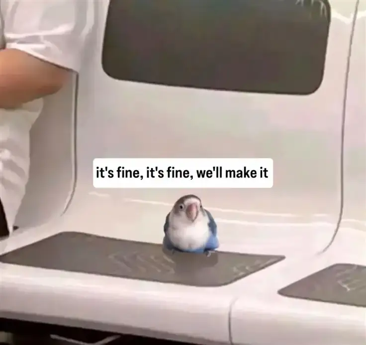 A tiny parrot sits alone on a train seat insisting “it’s fine, we’ll make it”