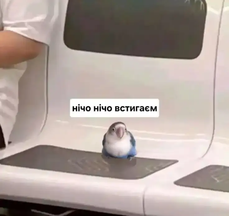 Маленький папуга сам сидить на сидінні вагона й запевняє: «нічо, нічо, встигаєм»